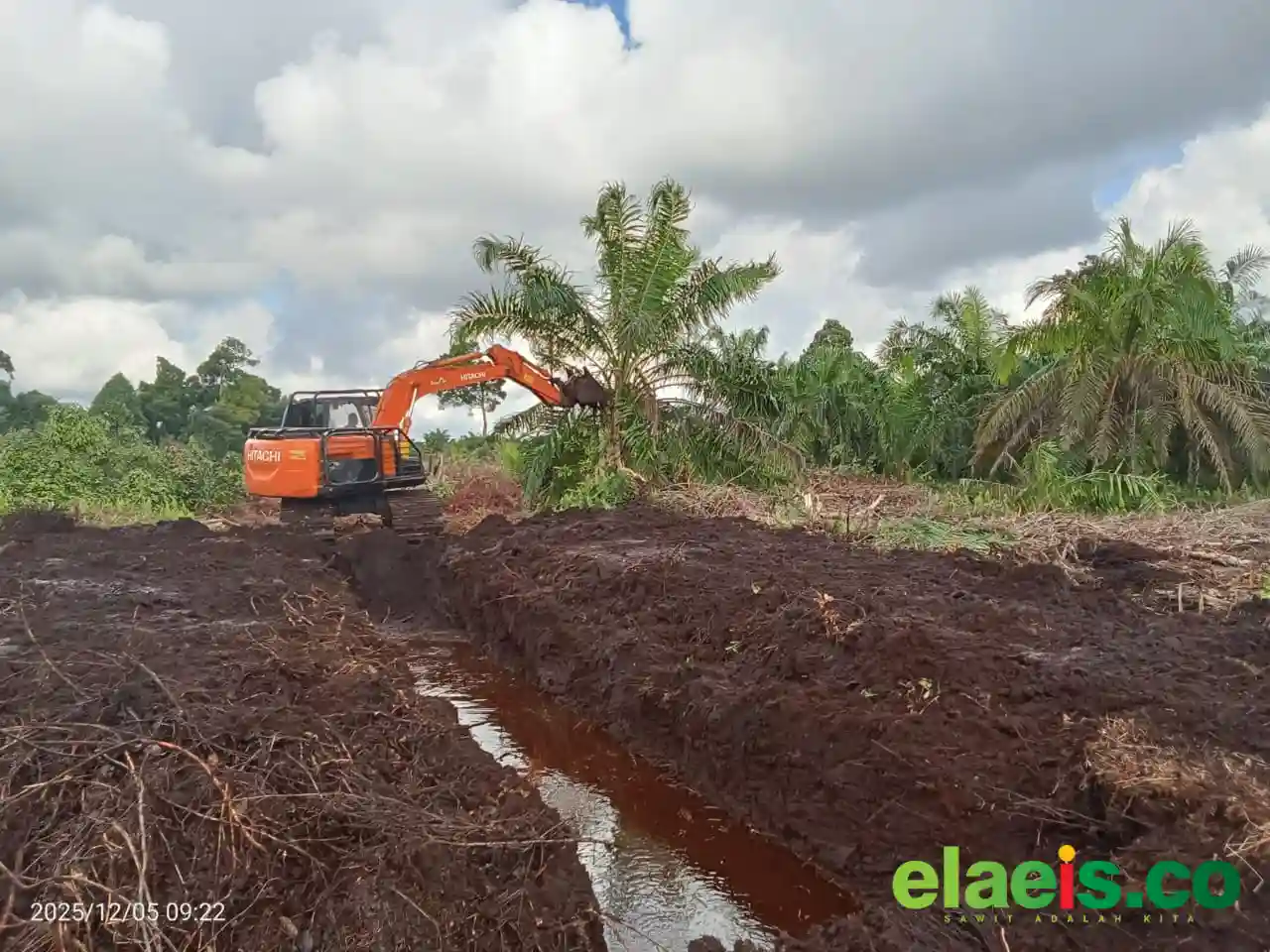 Target 3.500 Hektar Kebun Sawit di Bengkulu Harusnya Bisa Digenjot