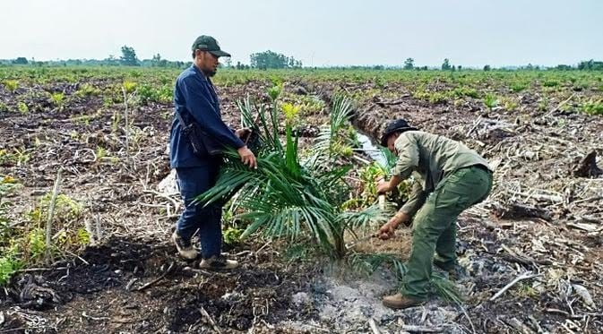 Mencabut Sawit di Kawasan Si Bandel Sudigdo