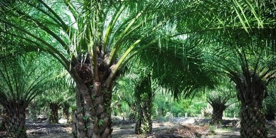 Perjanjian Dagang Eropa Untungkan Sawit Indonesia