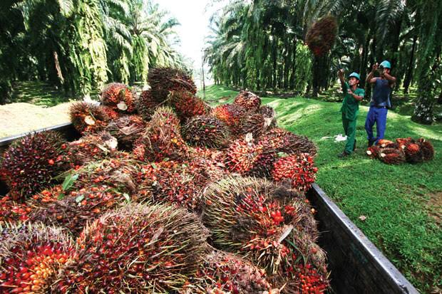 Siapa Bilang Industri Sawit Tak Bisa Tekan Kemiskinan di Indonesia, Ini Buktinya...