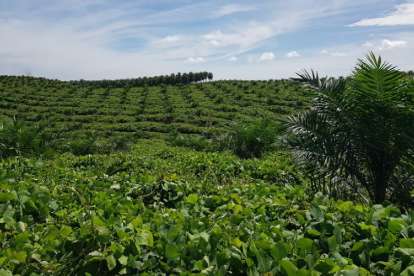 Industri Sawit Indonesia Terhambat Lagi karena Hal Ini...