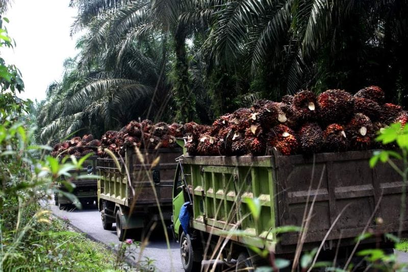 Apes! Gara-gara Truk Terjebak Lumpur, Pencuri 3 Ton Sawit di Sumsel Masuk Sel