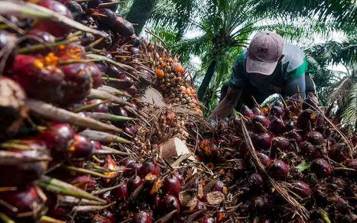 Perkebunan Sawit Masih Mengiurkan Bagi Investor Asing