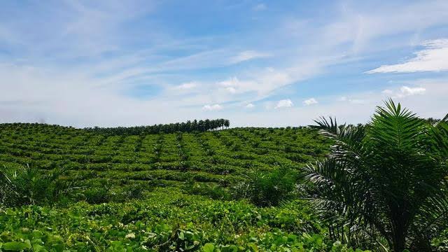 Gawat, Oknum PNS Babel Jual Hutan Lindung untuk Tanam Sawit
