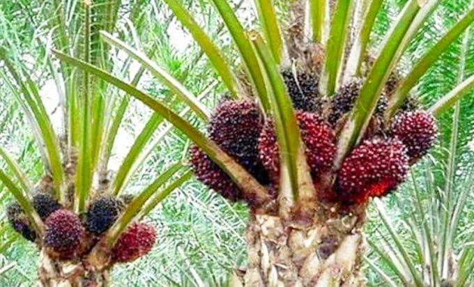 Kelapa Sawit Harus Dikembangkan Dorong Pemulihan Ekonomi