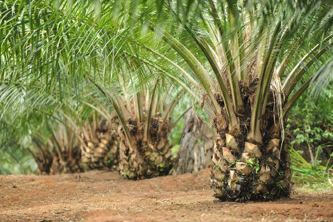 Harga CPO Merosot, Saham Emiten Perkebunan pun Ikut Loyo