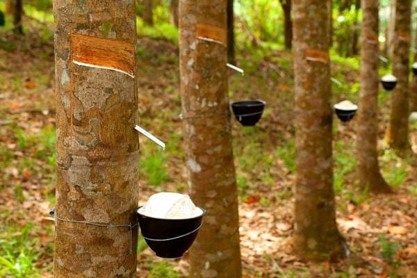 Harga Karet Di Riau Tidak Seragam, Ini Penyebabnya