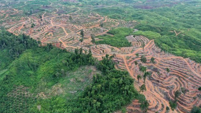 Moratorium Sawit Masih Dievaluasi