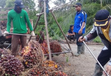 Harga TBS Terendah di Daerah ini Rp 1.940/kg