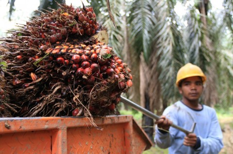 Naik Lagi, Harga TBS di Sumut Tembus Rp 2.626/Kg