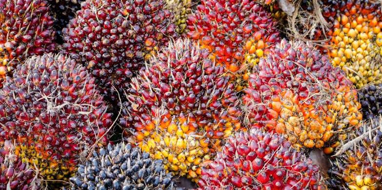 Harga Naik, Petani Sawit Ini Malah Sedih, Lho Kok!