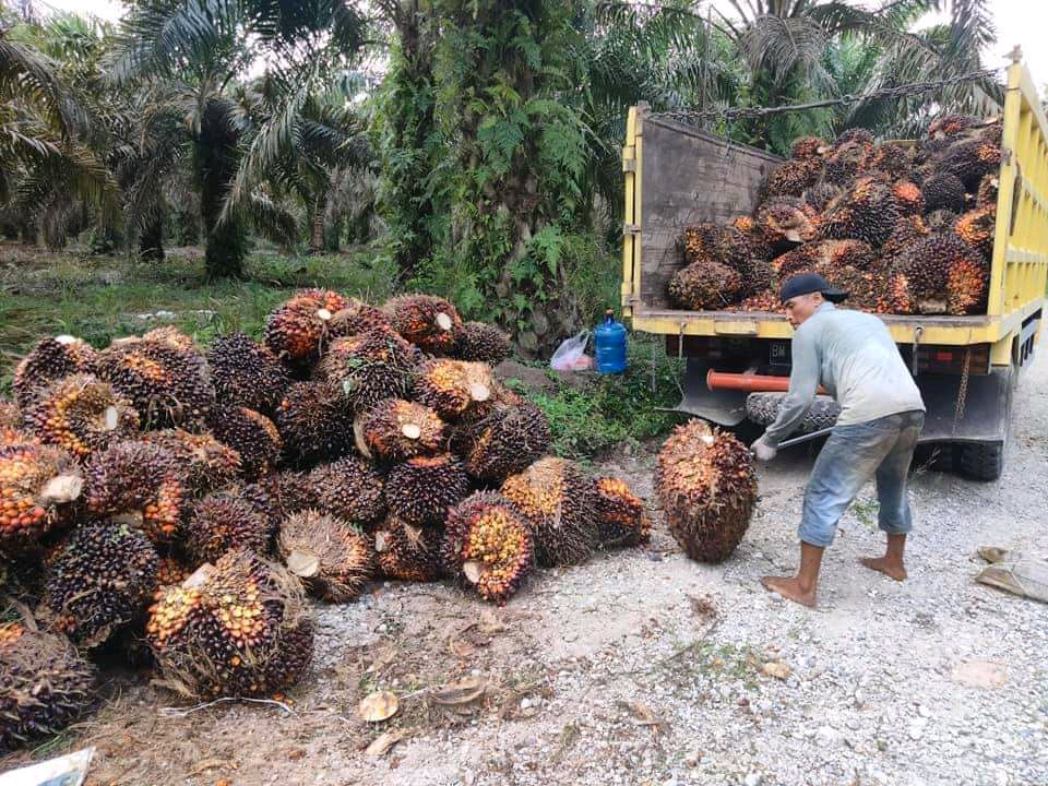 Tak Mau Ketinggalan, Harga TBS Sumsel juga Naik