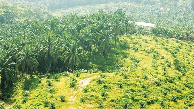 UUCK Keluar, Sawit Dalam Kawasan Hutan Dibenah