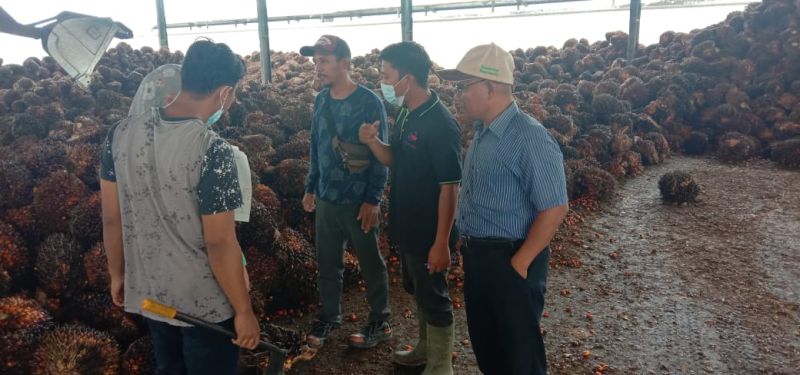 Akibat Gaya Nge-Boss, Rendemen Buah Sawit Amblas