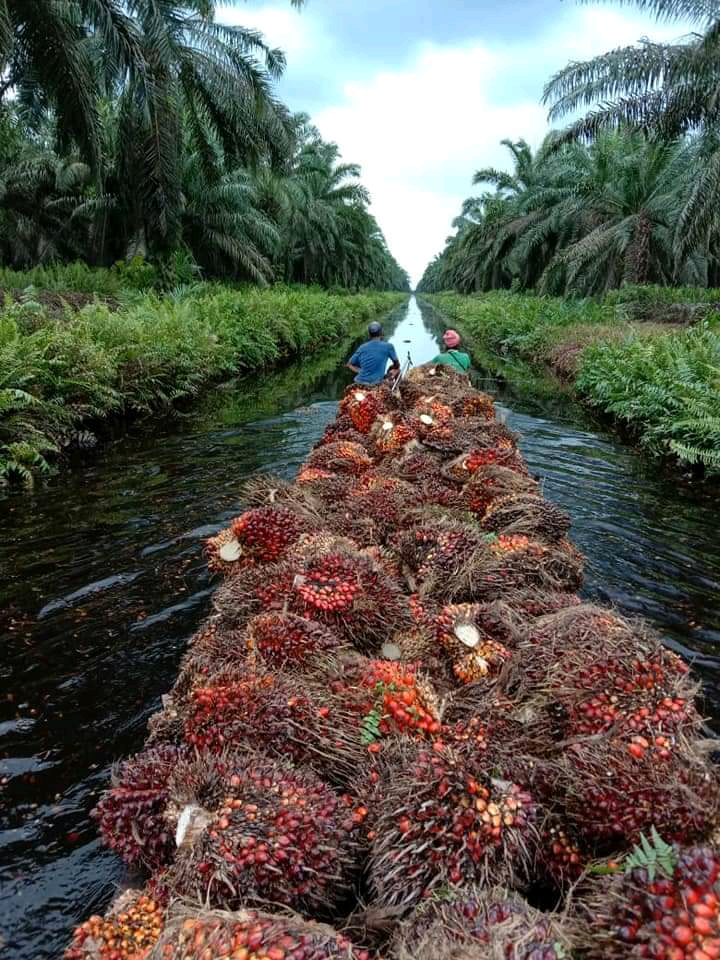 Kalahkan Riau, Harga TBS Sumut Rp 3.067,26/Kg
