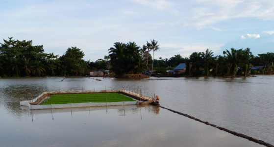 Hadapi Dampak La Nina, Ini 8 Strategi Kementan