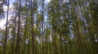 Gubernur Riau Kalah di PTUN, Izin PT Arara Abadi di Palas Dicabut