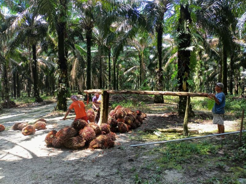 Harga TBS Petani Swadaya di Sebagian Wilayah Sumut Sentuh Rp 3.000/Kg