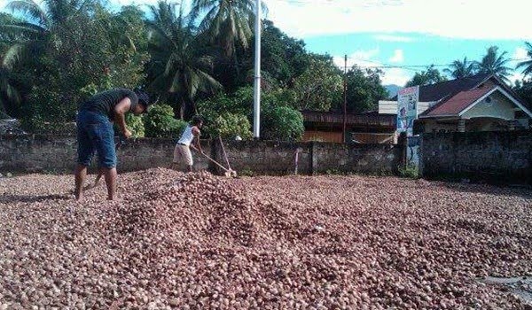 Melihat Harga Komoditas Pertanian di Riau Pekan Ini