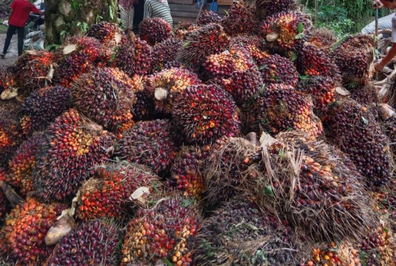 Harga Sawit di Daerah Ini Merosot, Tapi Masih Mantap