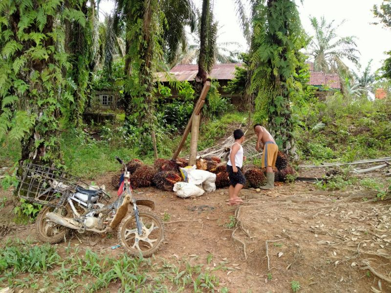 Harga Resmi TBS Jambi Naik Tipis