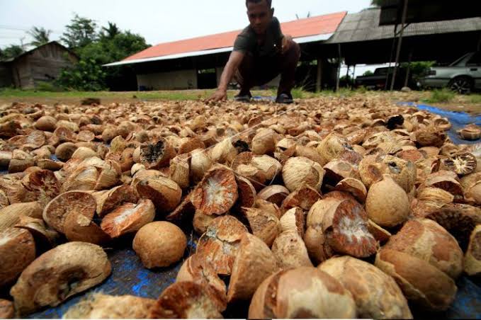 Peninglah! Harga Pinang Turun Rp531 per Kilogram