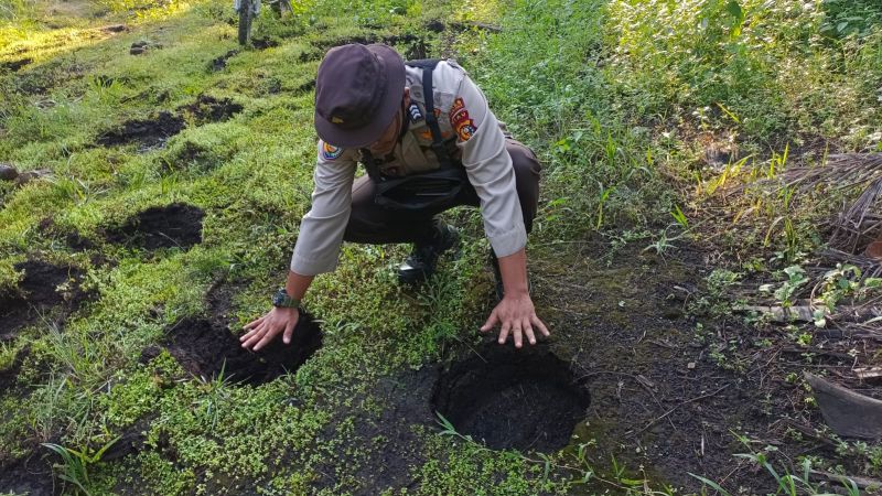 Dua Ekor Gajah Liar Rusak 5 Hektare Kebun Warga