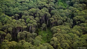 Pengamat Soroti BPN dan KLHK Soal Sertifikat di Kawasan Hutan