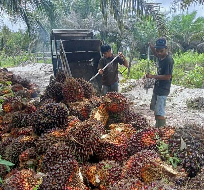 Petani Bahagia Karena Harga dan Produksi Sawit Tinggi, Tapi...
