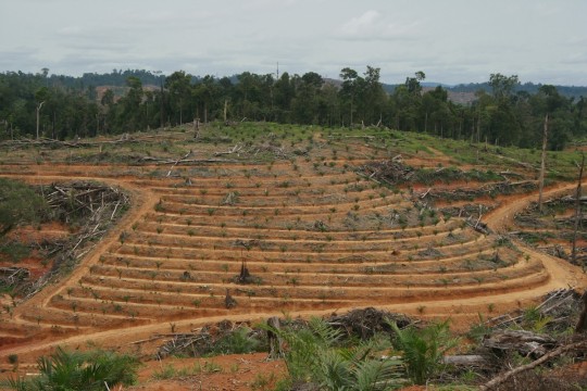 Miris, Lahan Eks Transmigrasi Masuk Kawasan Hutan