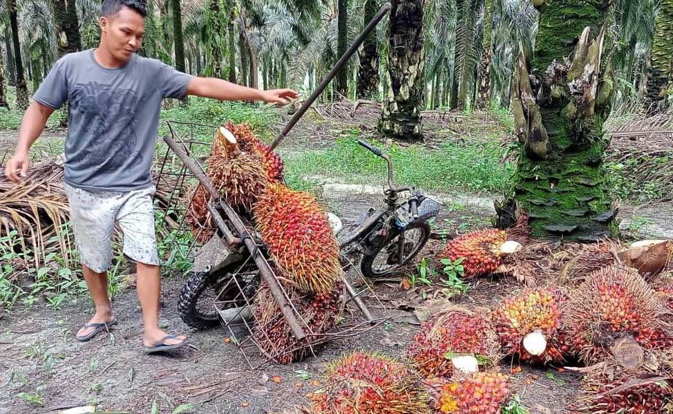 Akibat Salah Panen, Trek di Kebun Yuji Lebih Parah dari Petani Lain