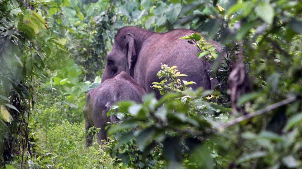 BBKSDA Translokasi Gajah Liar yang Rusak Kebun Sawit Warga Inhu