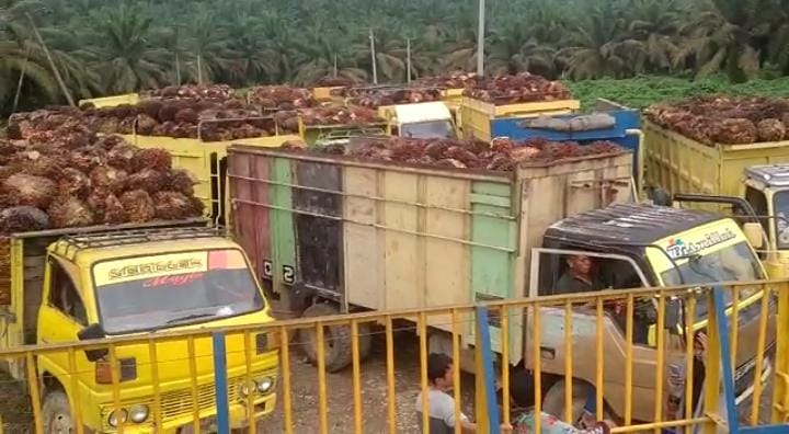 Dijanjikan Bahas Harga TBS dengan Gubernur, Petani Batal Demonstrasi