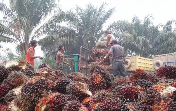 Harga TBS di Provinsi ini Justru Melawan Arus