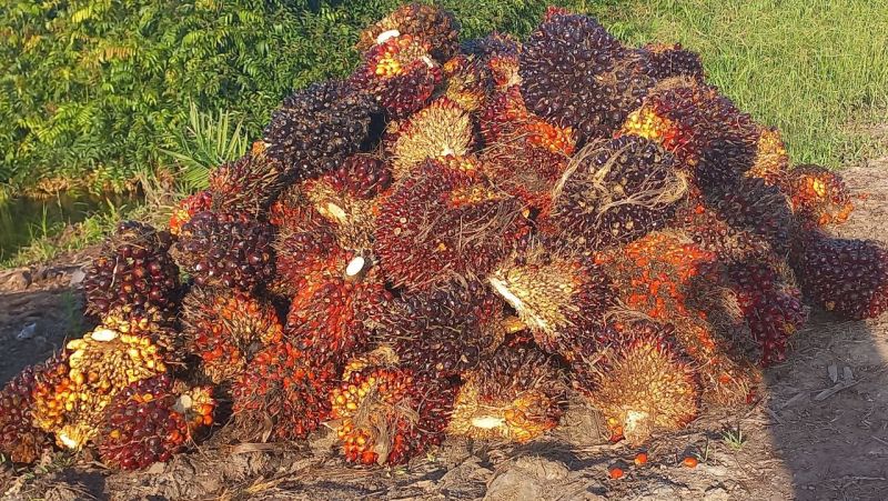 Petani hingga Gubernur pun Berharap Harga Sawit Naik Lagi