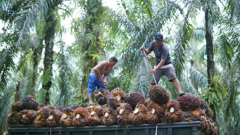 Bupati Sapuan Jamin PT Sapta dan KSM Aman Beroperasi di Mukomuko