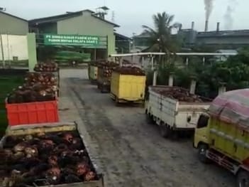 Rendahnya Harga TBS Petani Swadaya Tak Bisa Dielakkan