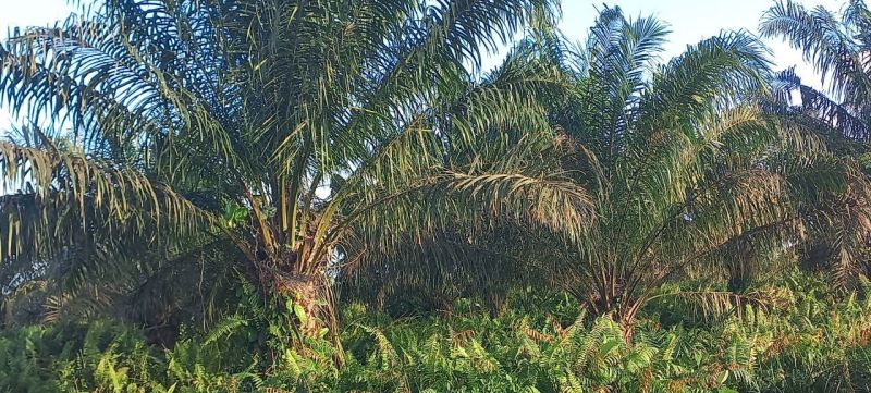 Petani Kaltim: Program PSR Awalnya Oke, Sekarang Kok Makin Sulit