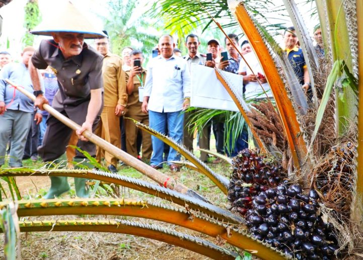600 Ha Sawit Program PSR Dipanen Perdana