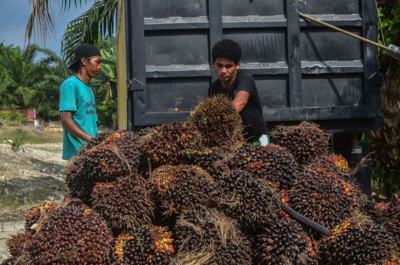 Pembangunan di Mukomuko Ikut Tergerus Akibat Anjloknya Harga Sawit