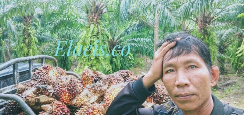 Cerita Harga Sawit di Perbatasan Bengkulu