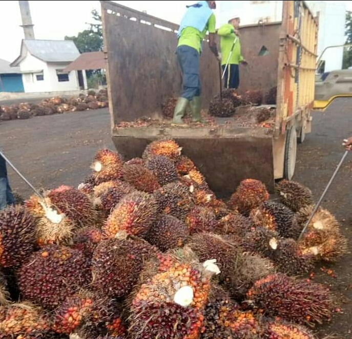 Efek PE Gratis Mulai Terasa, Harga TBS di Semua PKS Naik