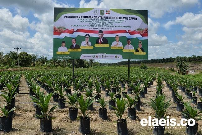 Hamparan Bibit Kelapa Sawit Siap Salur Hasil Kerja Santripreneur