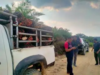 Harga Sawit di Daerah ini Belum Beranjak dari Rp 1.200/Kg