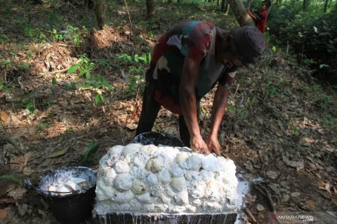 Petani Karet Dapat Kabar Buruk, Harga Bokar di Riau Turun