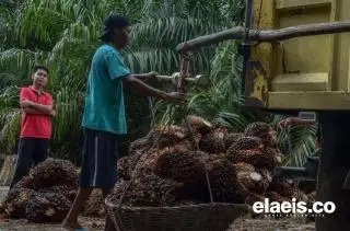Diprediksi Harga Sawit Sumbar Pekan Ini Kalahkan Sumut
