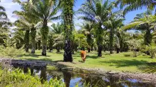 Petani Pilih Jual Kebun Sawit Ketimbang Ikut Replanting