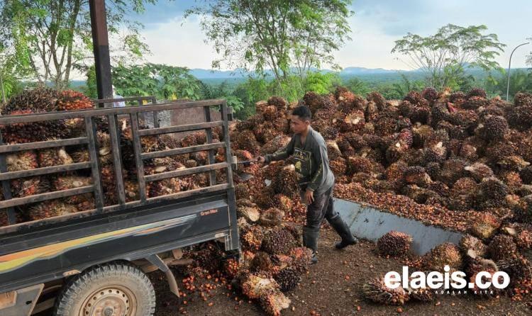 Petani Sawit Swadaya Jadi 'Anak Tiri", Rp100 Miliar Rugi Saban Hari