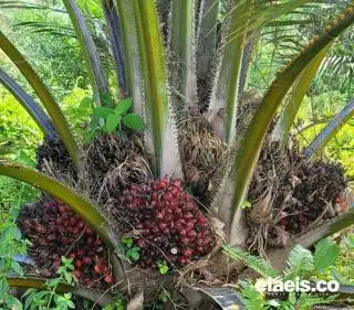 Pabrik Tolak Sawit PSR, APKASINDO Jambi: Permainan Semua Ni!