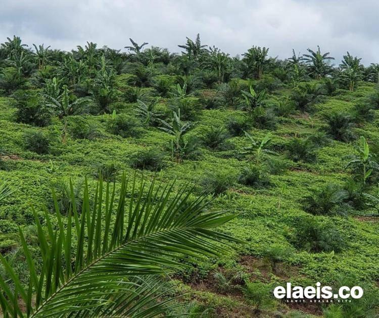 Petani Minta BPDPKS Gesa Pembangunan PKS di Dharmasraya